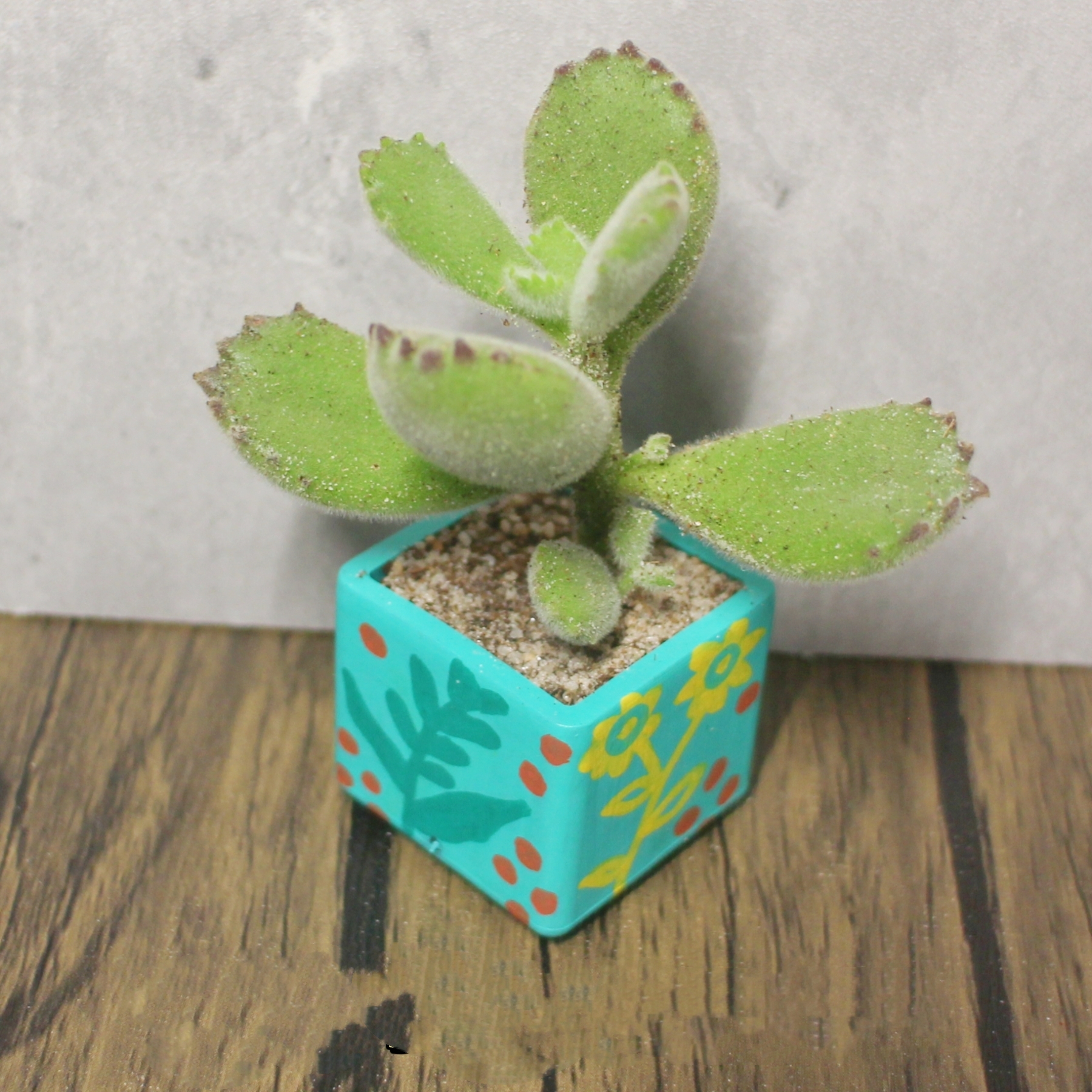 Plant Pots 1pc - Image 14