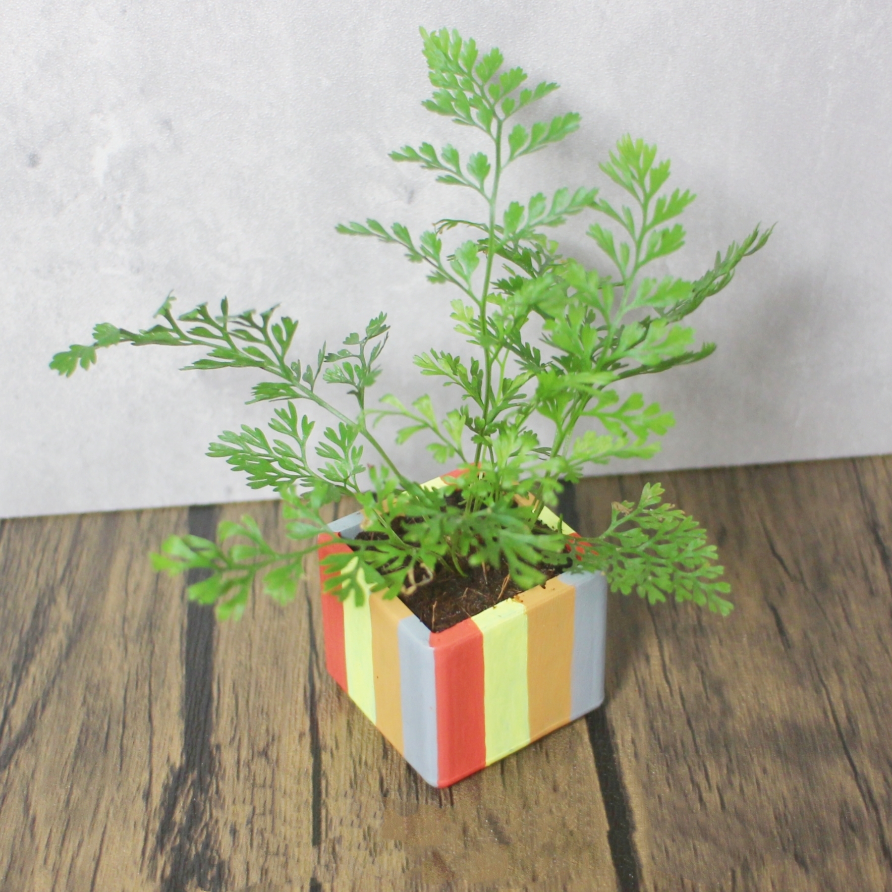 Plant Pots 1pc - Image 16