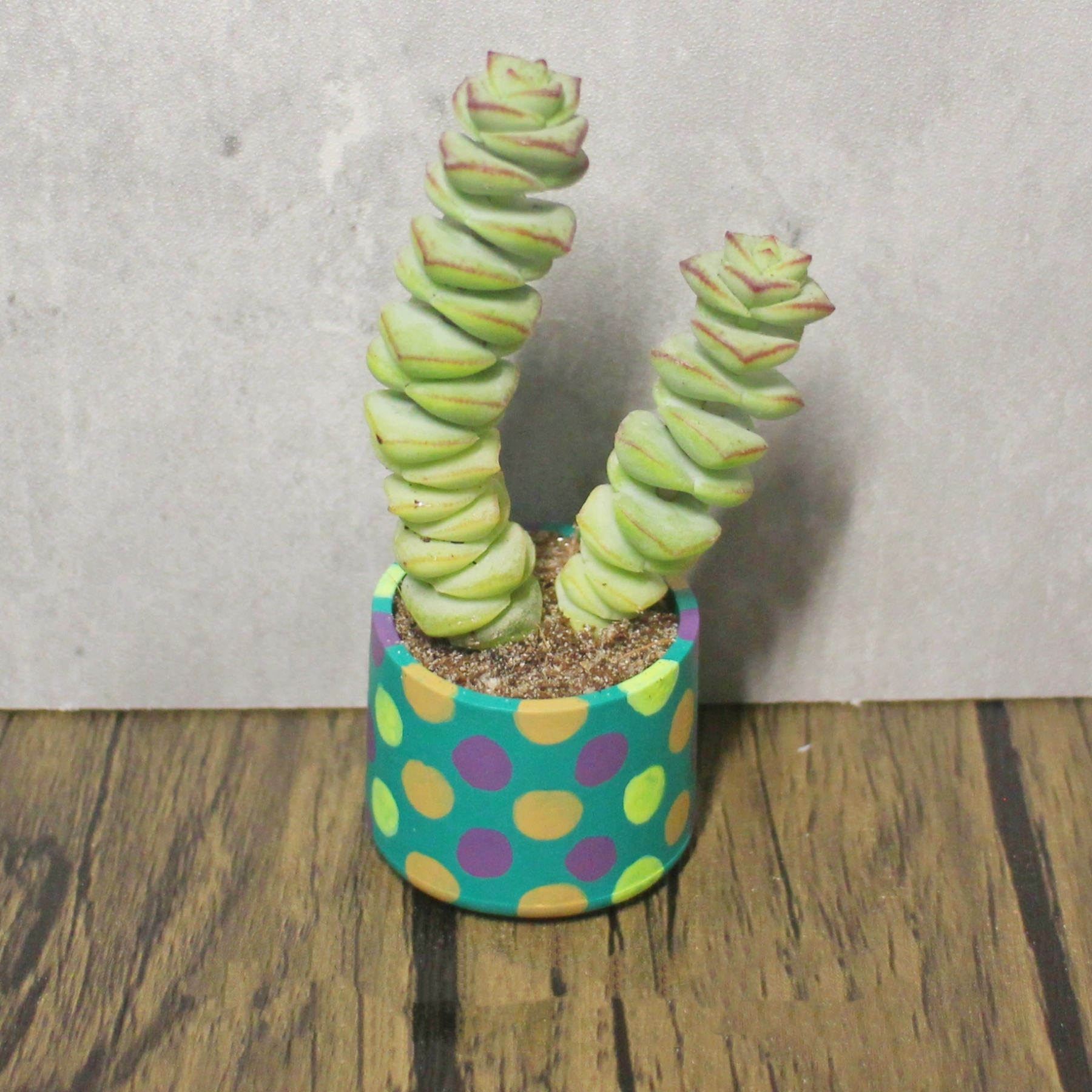 Plant Pots 1pc - Image 18