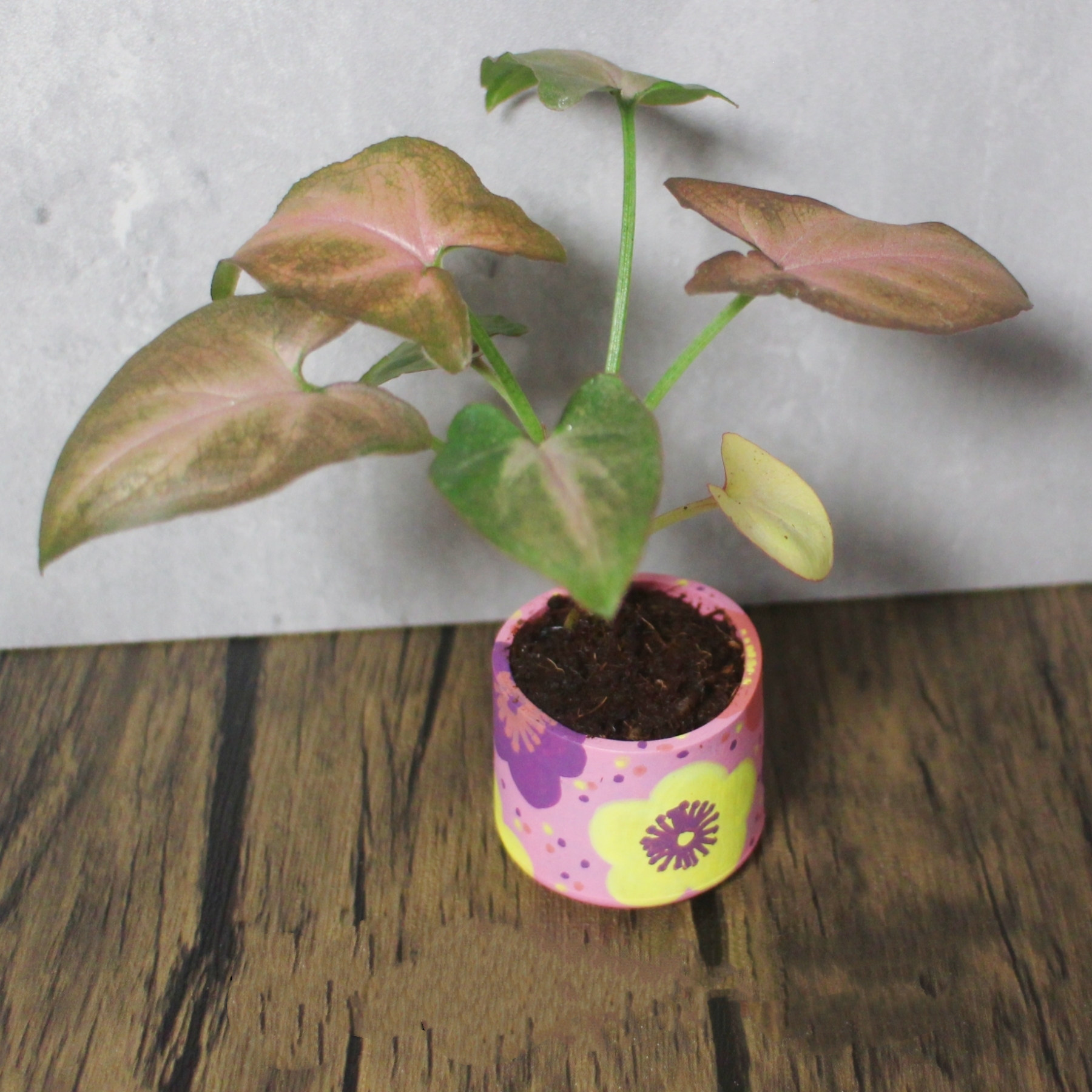 Plant Pots 1pc - Image 19