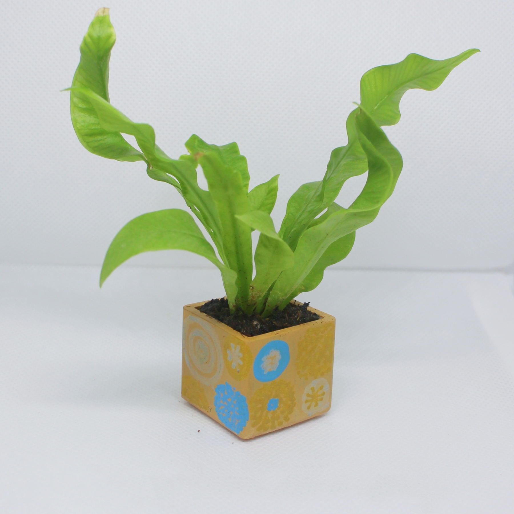 Plant Pots 1pc - Image 22